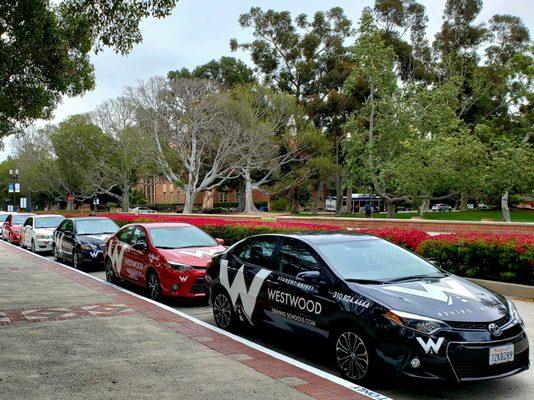 A few of the Westwood Instruction cars ready to teach safe driving.