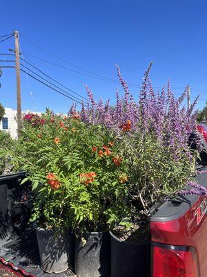 Mercado's Nursery