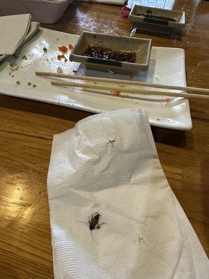 Roach, found crawling up wall and onto table.