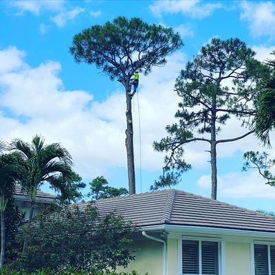 Tree Service in West Palm Beach. Call Today 833-321-TREE