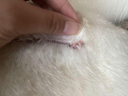 Dog Bite Wound