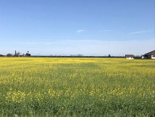 That time of year again. Mustard in full bloom.