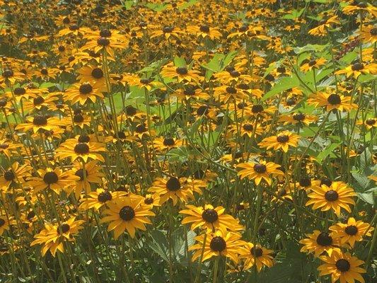 Black eyed Susan planting