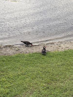 Beautiful ducks