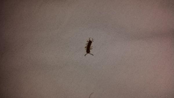 After a rude awaking of a bug in my ear I found this one in my bed.  There was another on the bathroom floor.