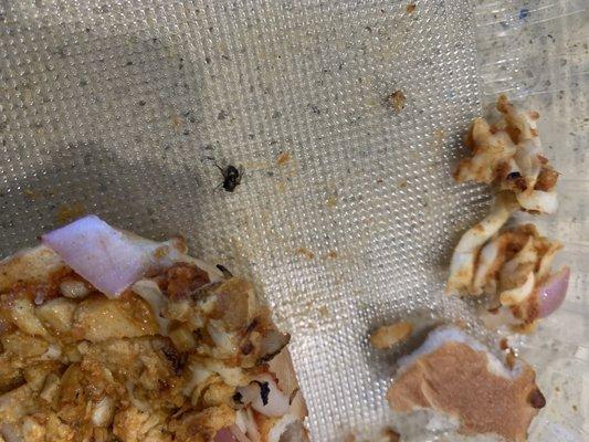 Unhygienic Chicken Tikka Sandwich with fried housefly (look at the center of the pic)!!