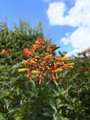 Firebush which attracts butterflies.