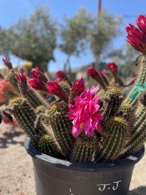 Cacti hot pink blooms