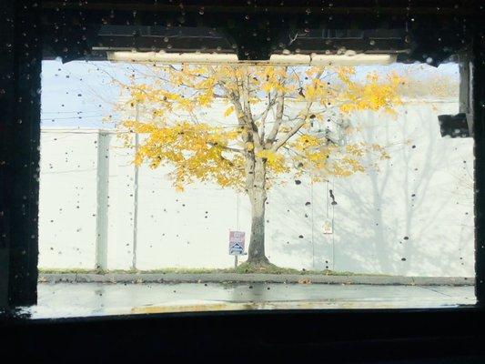 Headed to the dryer with a beautiful tree to admire.