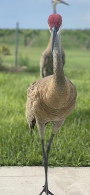 Tropical Winery's resident cranes.