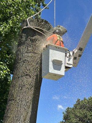 Massive oak removal using a crane.