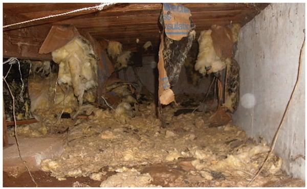 Crawl space before All Star Restoration encapsulation