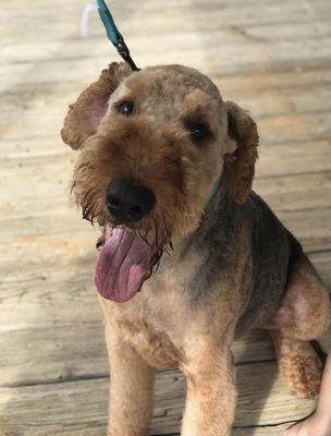 Airedale