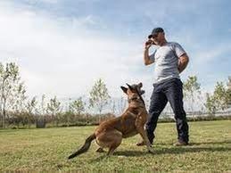 Kranenburg Canine Training Center