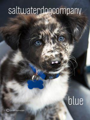 My business poster boy and my beach fun partner, Blue.