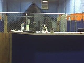 Clover working the front desk