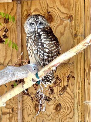 barred owl (flightless)