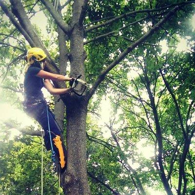 One of the arborists at Guardian.