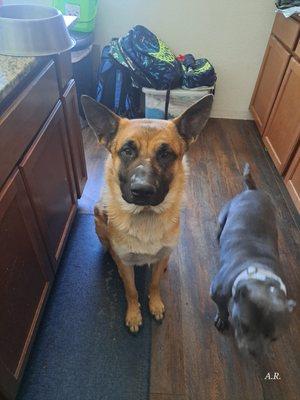 My GSD and our pocket bully. Number 2 and 3 in our 4 pack of pups