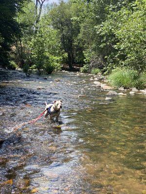 Throw me the Stick