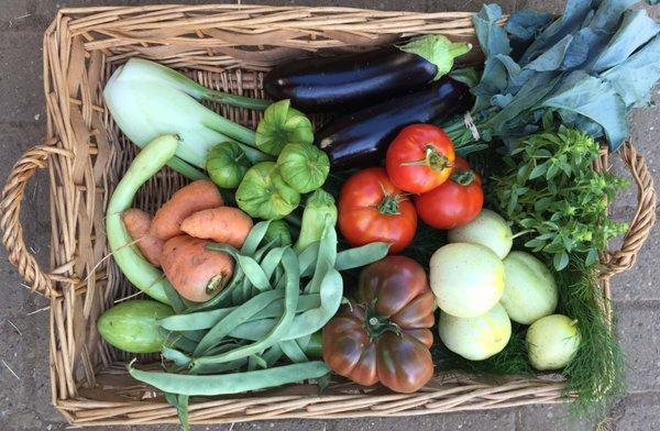 August CSA Share: Heirloom Tomatoes, Romano Beans, Tromboncino Squash, Oxheart Carrots, Tomatillos, Fennel, Eggplant, Holy Basil, Lemon Cuke