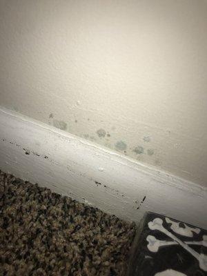 Mold spots on drywall