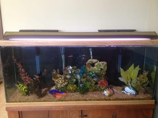 The Fish Tank