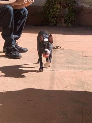 Rexx in Mexico soaking up the sun