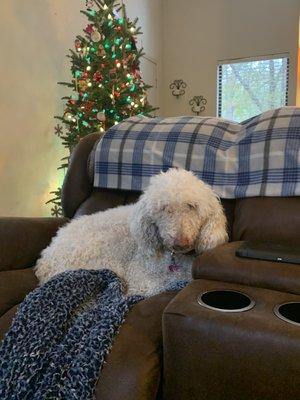 Lizzie enjoying the sofa at Christmas time!