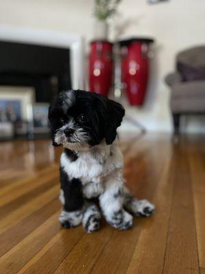 7month old shihtzu after her groom sesh with Dana