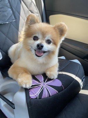 Looking adorable after his haircut! We go every 8 weeks.