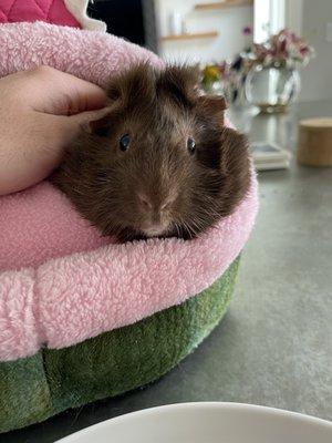 Pumpkin the Piggy