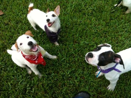 Patch, Snoopy, & Ziggy