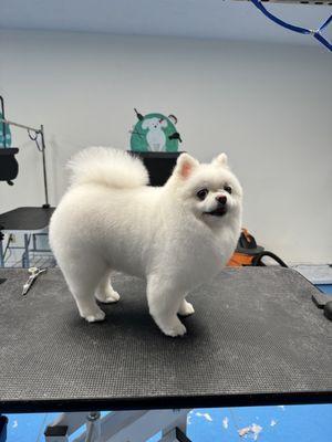 Special Pomeranian Scissors cut