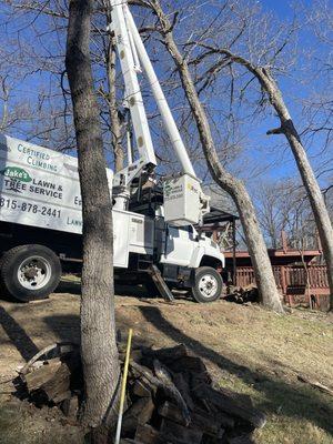 Tree removal