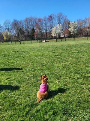 Columbia Dog Park (MD)...Phoebe, taking it all in!!!