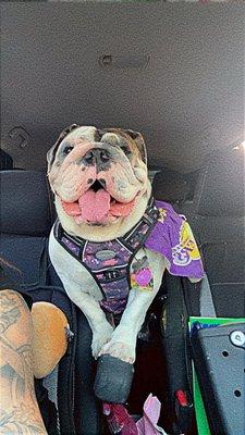 Happy Bulldog, she loved the coconut pineapple ice cream!