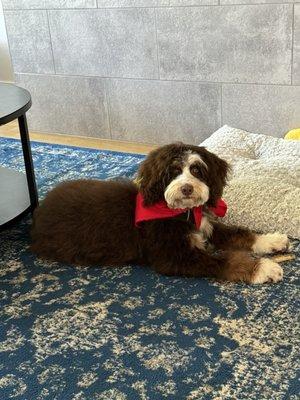 Our bernedoodle after his nice grooming!