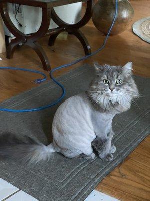 Lion cut!