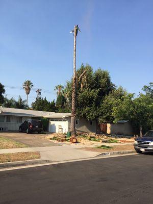 Removing 100ft palm tree