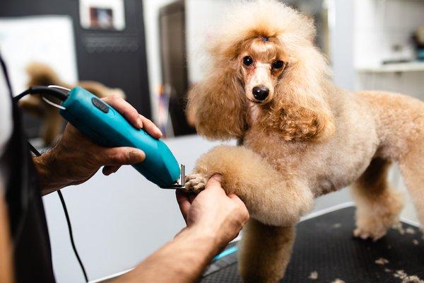 Allow us to Pamper your Pup