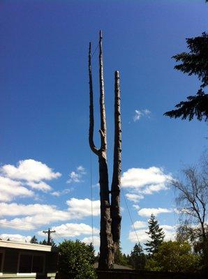 Weiss Pine Tree, Limbs Removed.