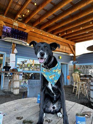 Paws For A Beer