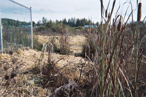 Local wetland investigation