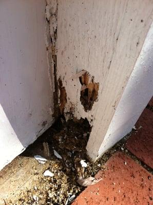 Termite damage to door frame