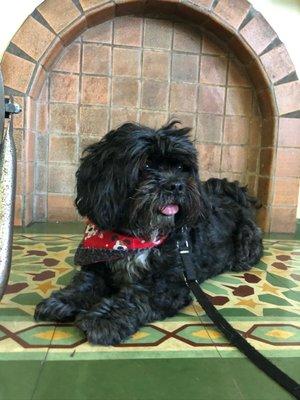 Bizzy waiting to be seen @Green Dog Cat Hospital