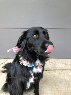 Flower Collars