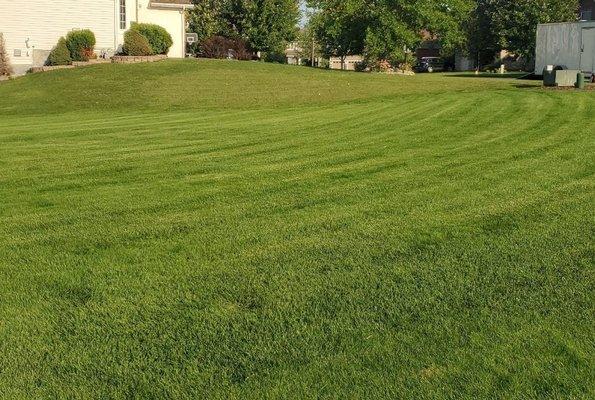 A lawn we mow and trim