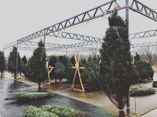 Annual Christmas Tree Sale