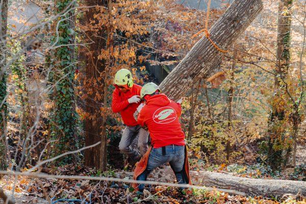 Safely lowering a log with out doing damage to customers turf.